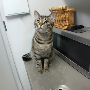 Hermes, a grey tabby cat sitting on a counter