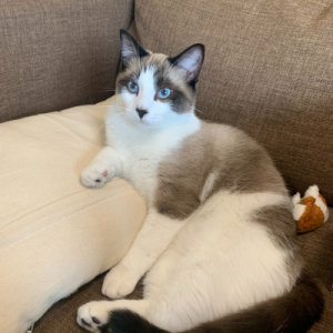 Morty, a grey and white cat lounging on a cushion