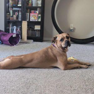 Ripley, a tan dog lying on the carpet