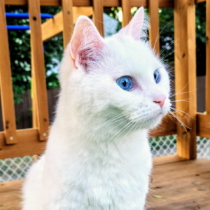 Sugar, a white cat with blue eyes