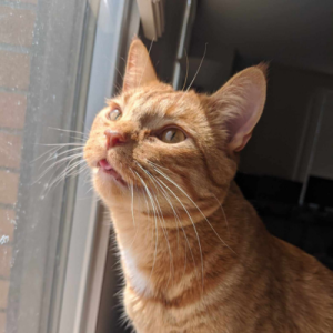 Zeus, an orange tabby cat looking out a window